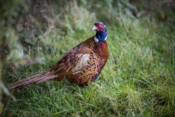 Белый фазан