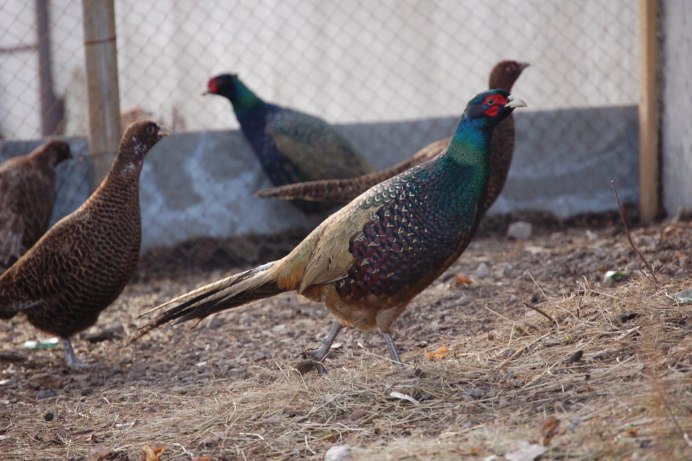 Черноголовый трагопан