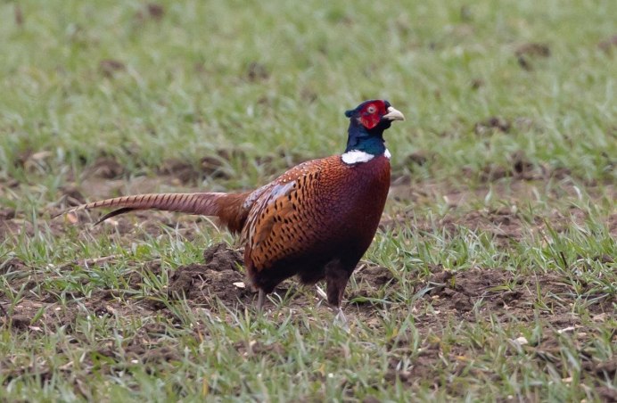 Зеленый фазан Кидзи