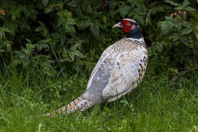 Фазаны (Pheasants)