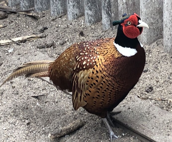 Фазаны в парке Горького