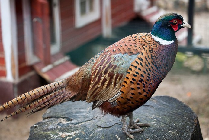 Фазан румынский изумрудный