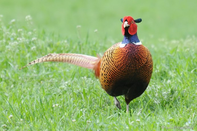 Клинохвостый фазан