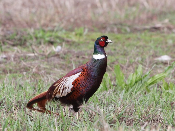 Зеленый фазан Кидзи