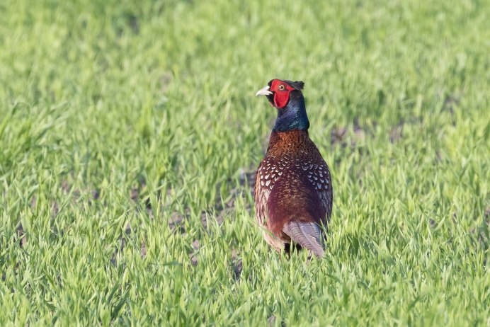 Зеленый фазан Кидзи