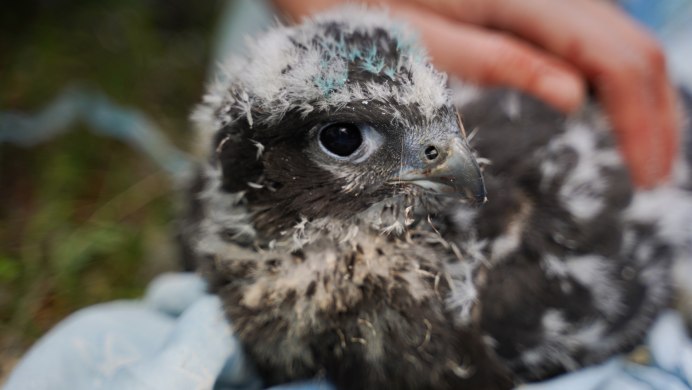 Falco peregrinus птенец