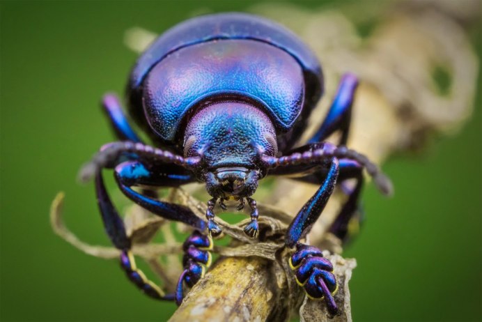 Синие жуки листоеды