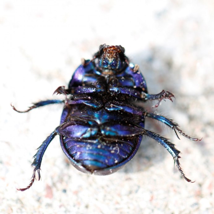 Жук навозник золотистый