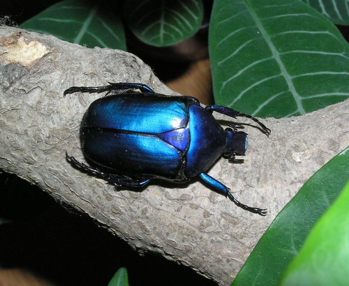 Жук нарывник синий