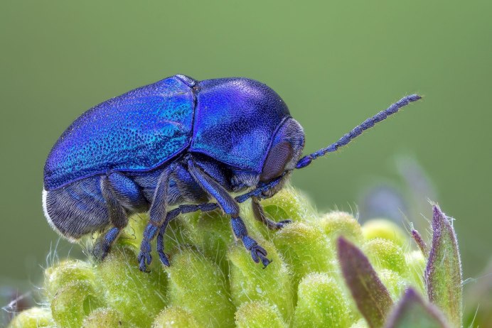 Брошь Жук скарабей