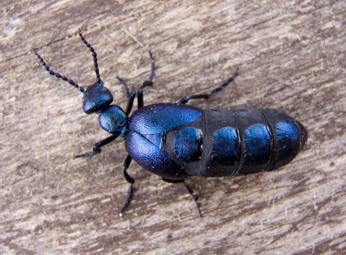 Жук Chrysolina cerealis