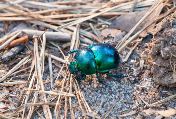 Жук навозник весенний