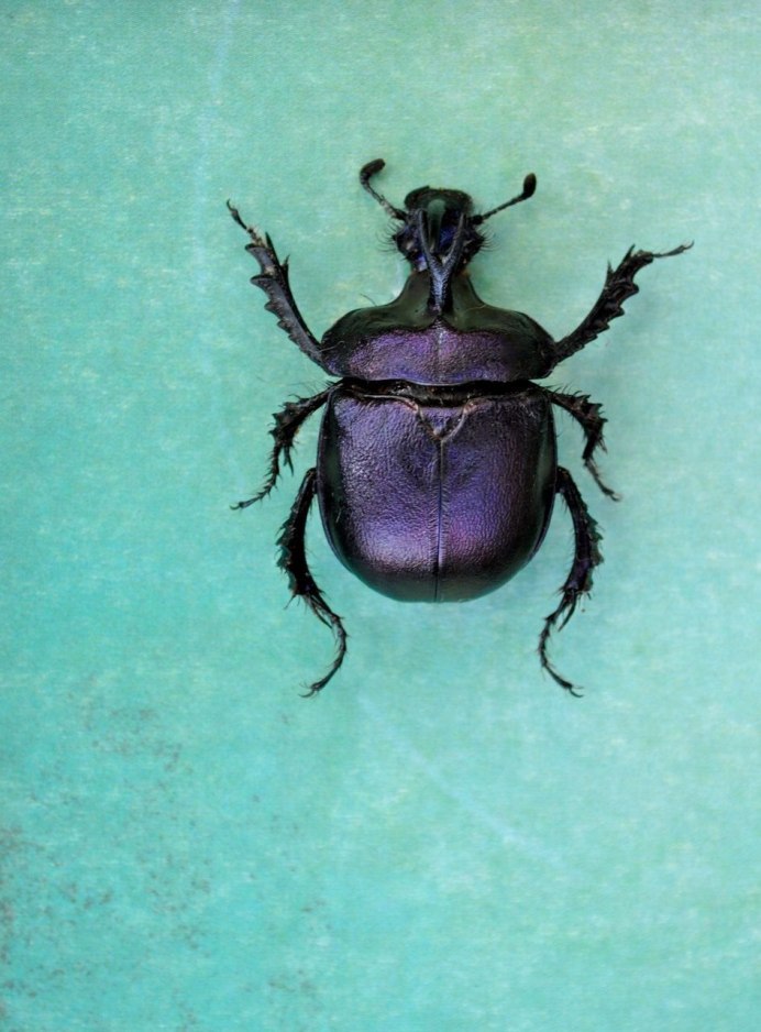 Жук скарабей голубой