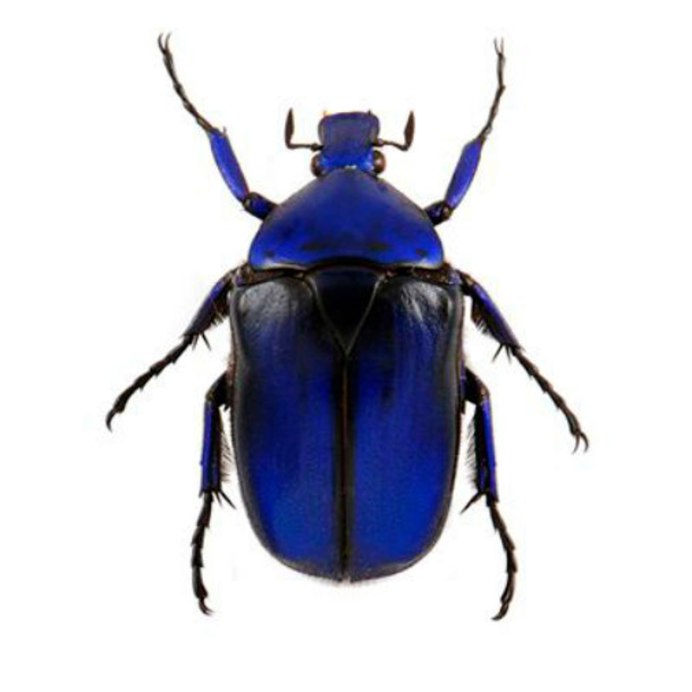 Жук скарабей белый