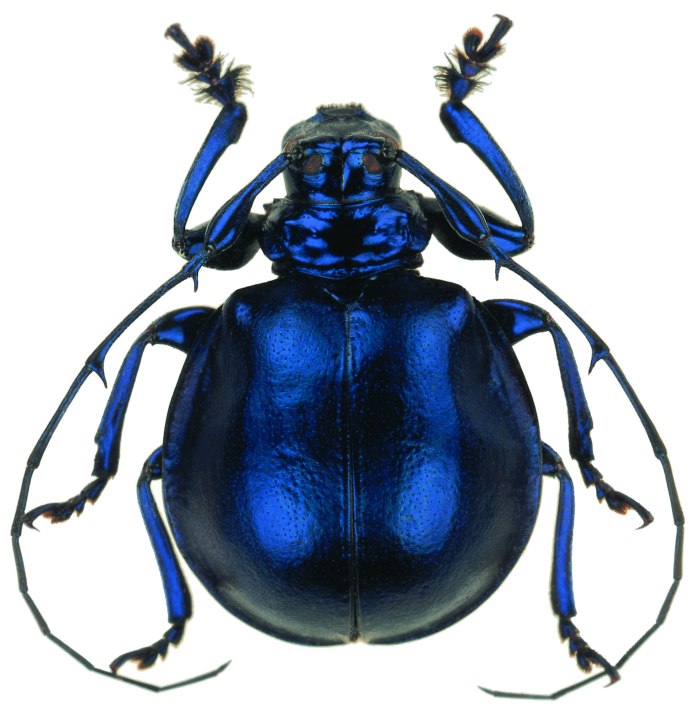 Жук ольхоед