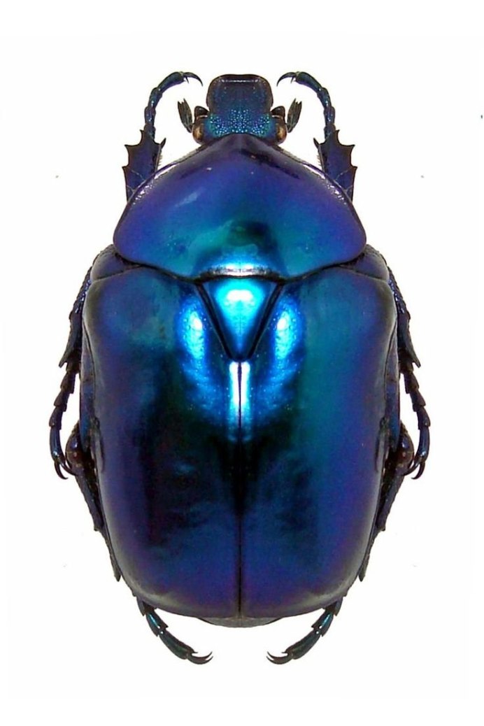 Навозник весенний (Trypocopris vernalis)