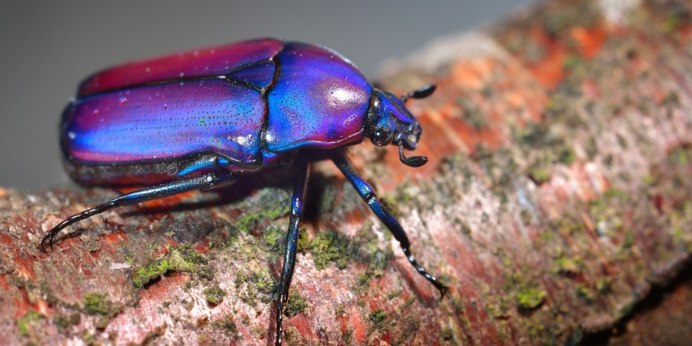 Синий Жук Хайме Рейес