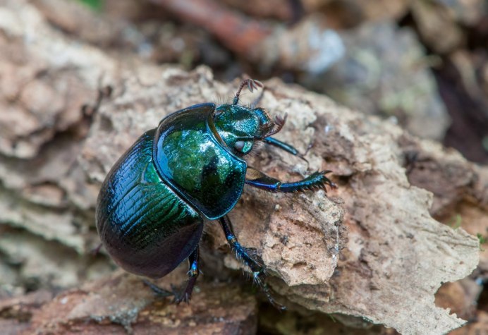 Жужелица короед