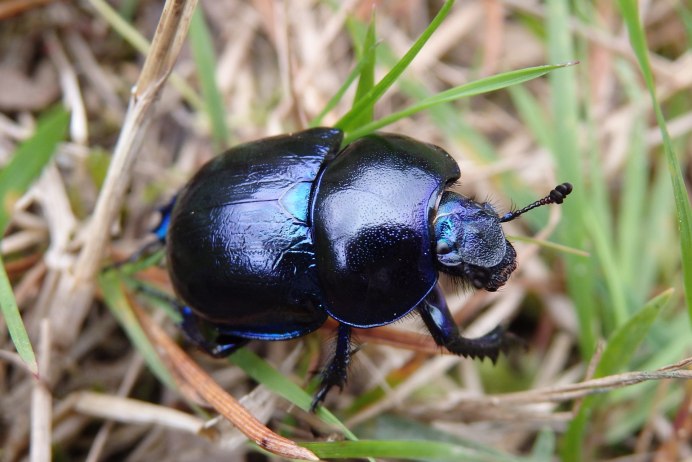 Плотоядные жуки скарабеи