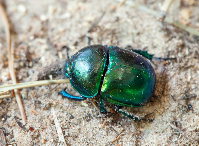 Символ синего жука