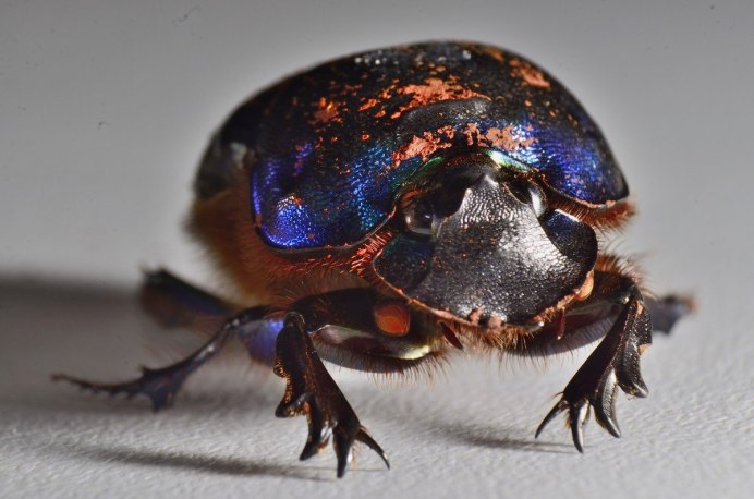 Гальванопластика Жук