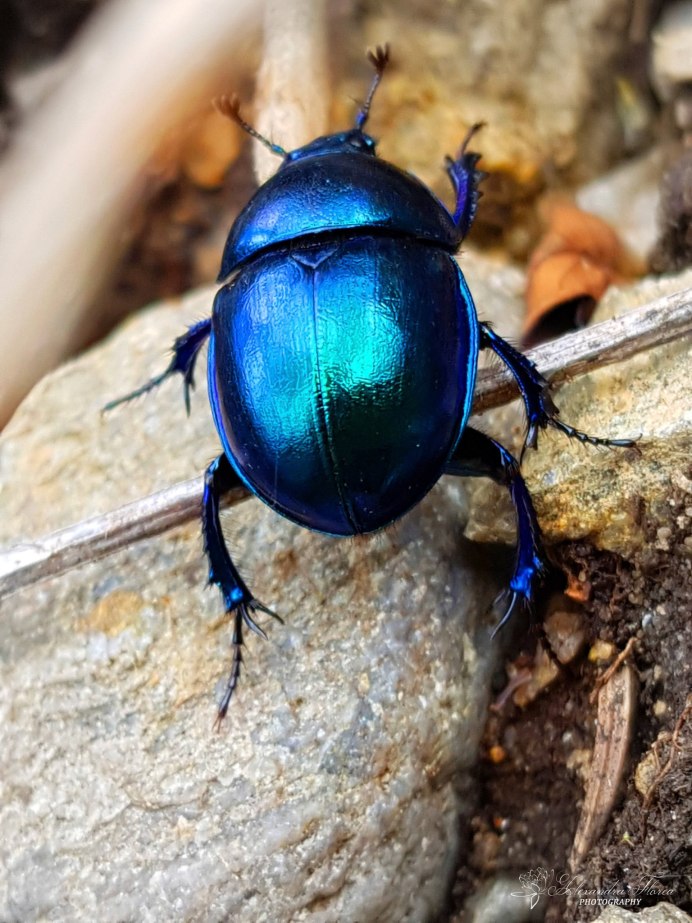 Meloe proscarabaeus Жук