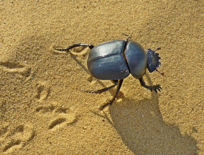 Синий Жук скарабей