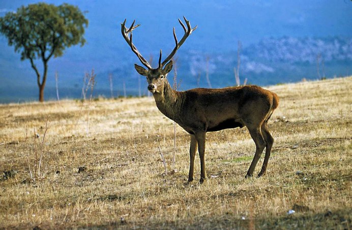 Рогатый олень