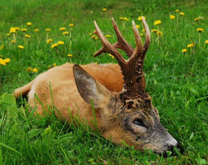 Благородный олень вапити