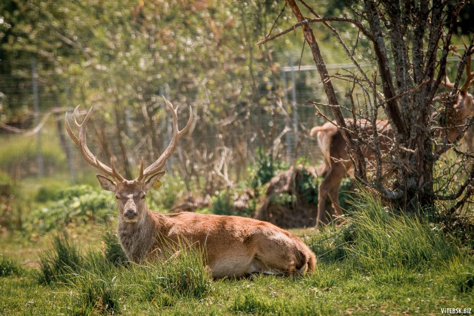 Животный мир Франции