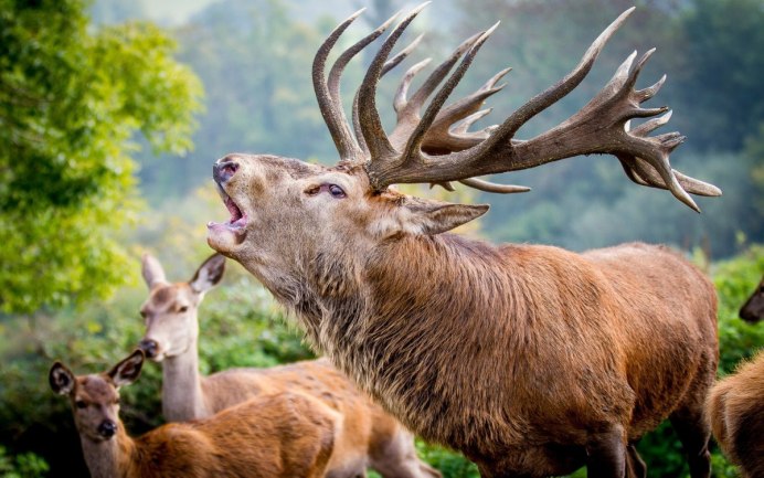 Ciervo перевод