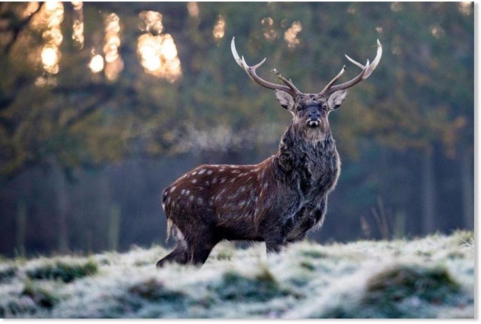 Великобританская благородный олень