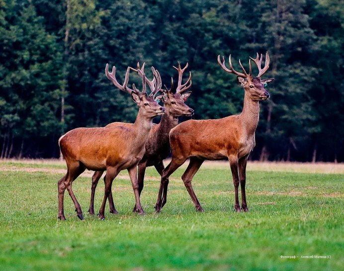 Белохвостый олень