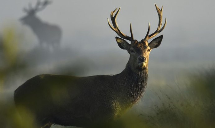 Рогатая косуля