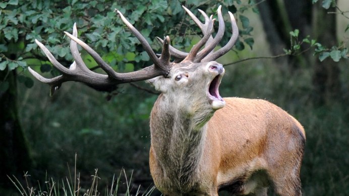 Белохвостый олень пятнистый
