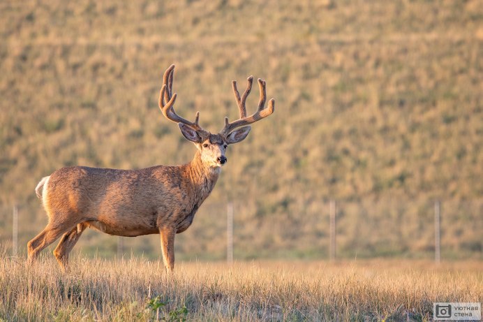 Европейская Лань dama dama