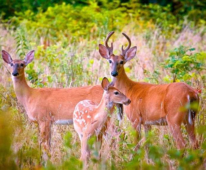 Северный олень голова вид сбоку