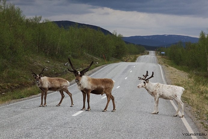 Вапити и человек