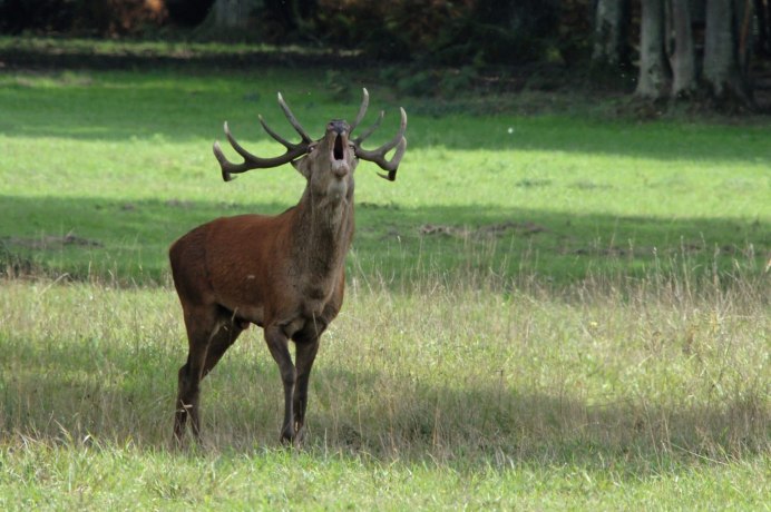 Погладить оленя