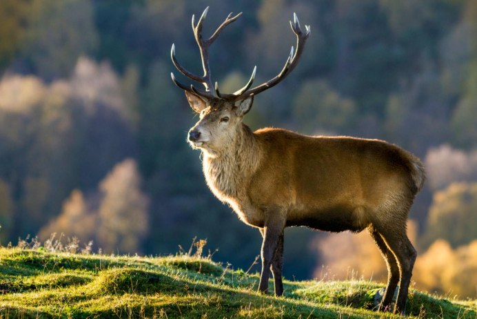 Благородный олень стадо