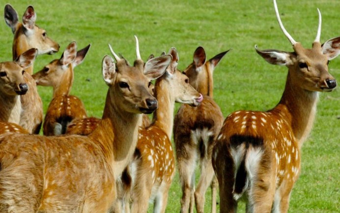 Беломордый олень