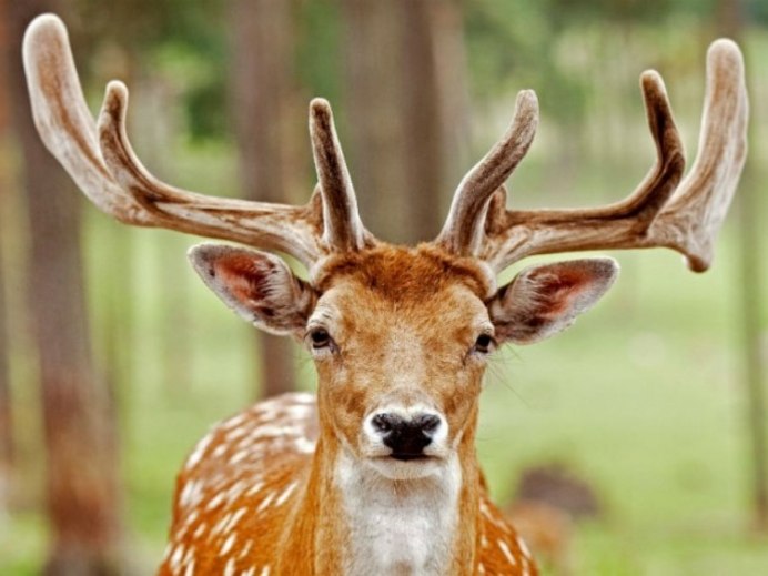 Серна в субтропиках