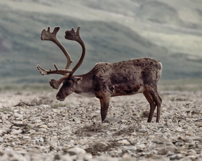 Олень портрет фото