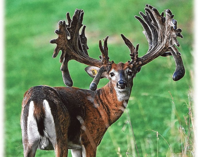 Олень вапити в Северной Америке