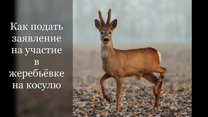 Благородный олень в тундре