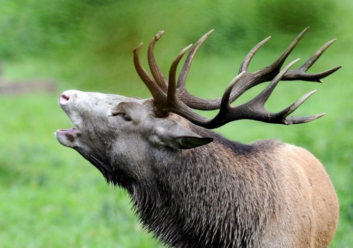 Гордый олень