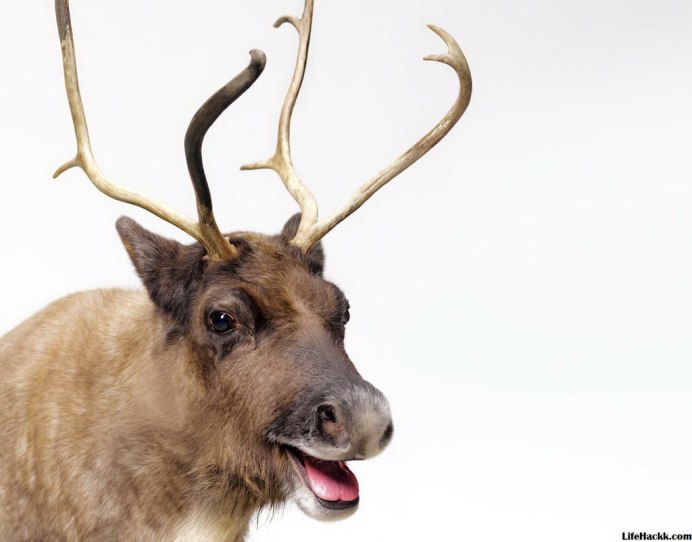 Благородный олень Самара