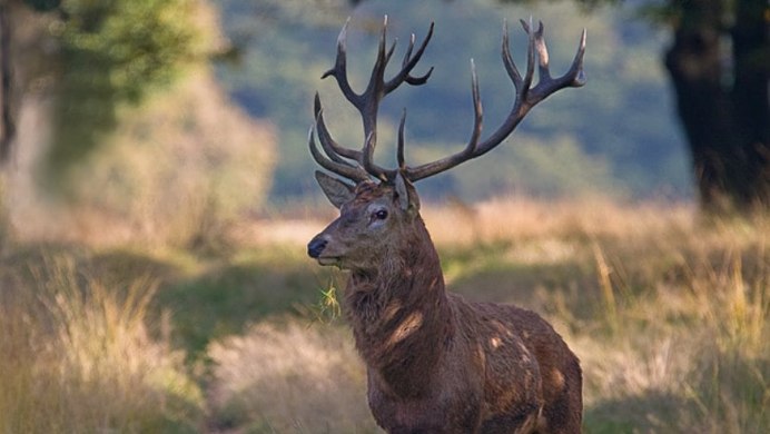 Олени маралы пятнистые