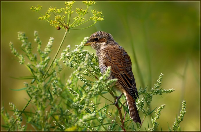 Серая куропатка (Perdix Perdix)