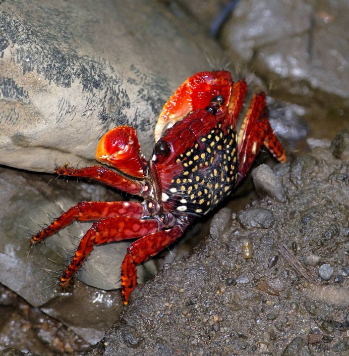 Земляной краб